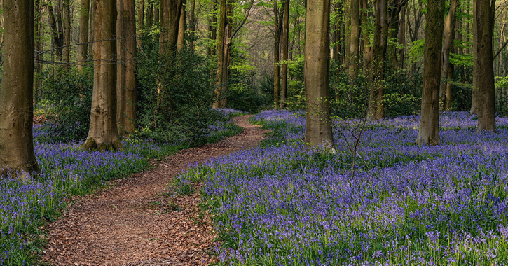 bluebells covering a woodland floor. 